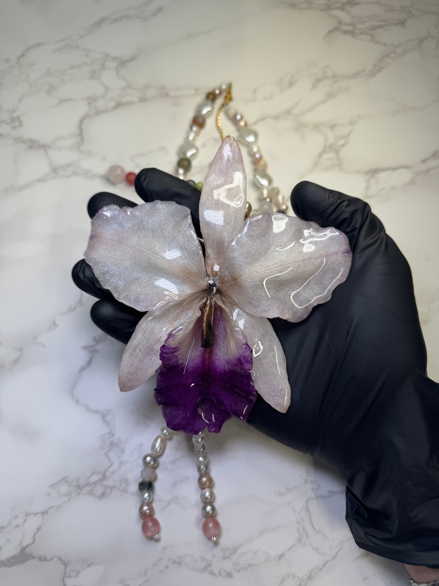 Celestial Cataleya Bloom Large white-and-purple Cataleya orchid flower