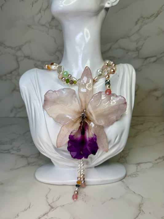 Celestial Cataleya Bloom  Large white-and-purple Cataleya orchid flower