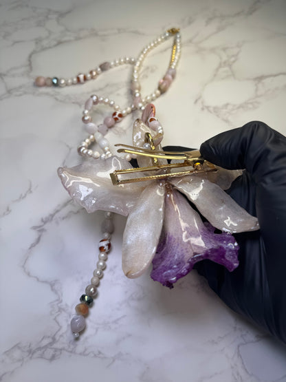 Moonlit Cataleya Grace Large white-and-purple Cataleya orchid flower