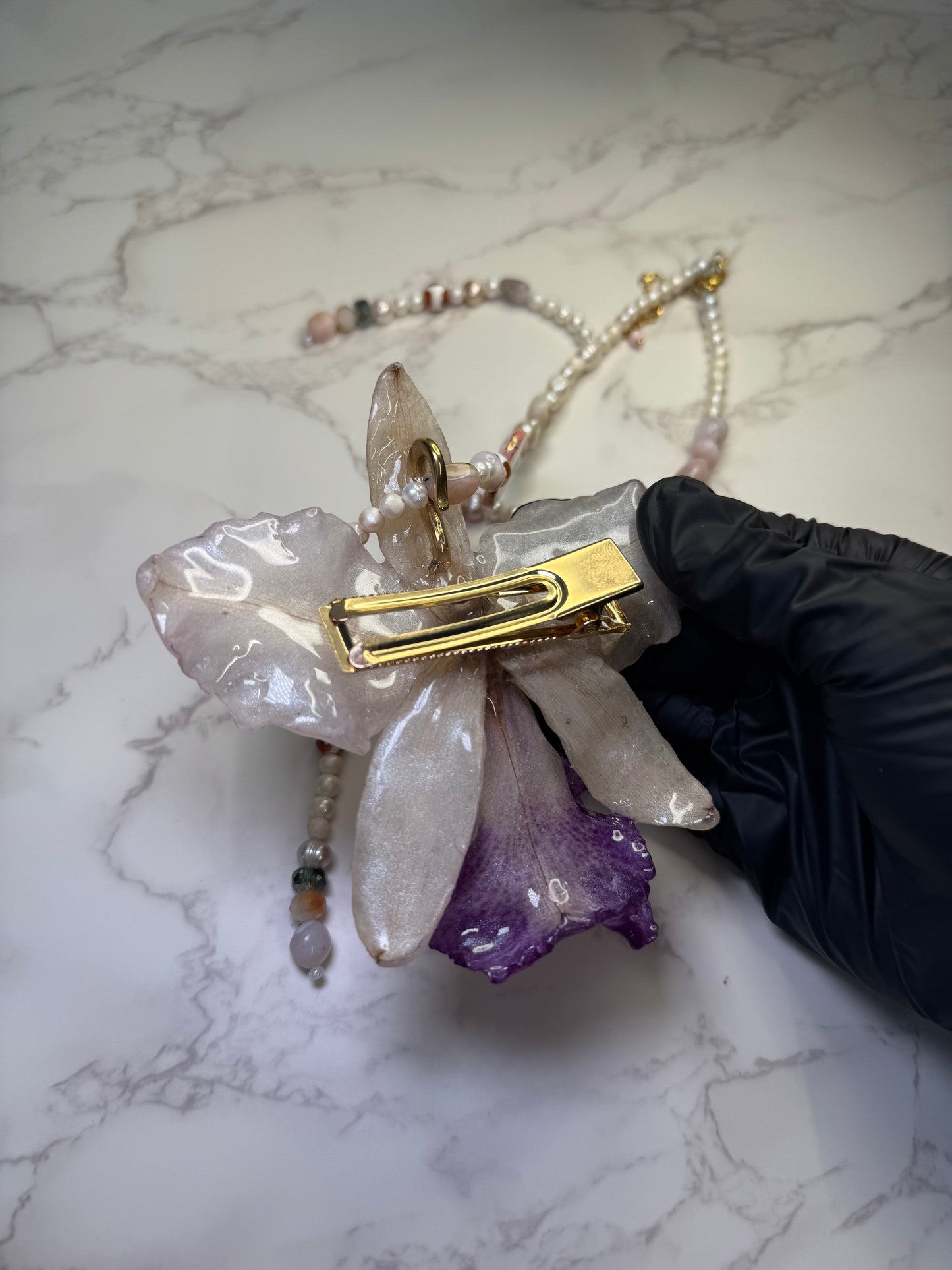 Moonlit Cataleya Grace Large white-and-purple Cataleya orchid flower