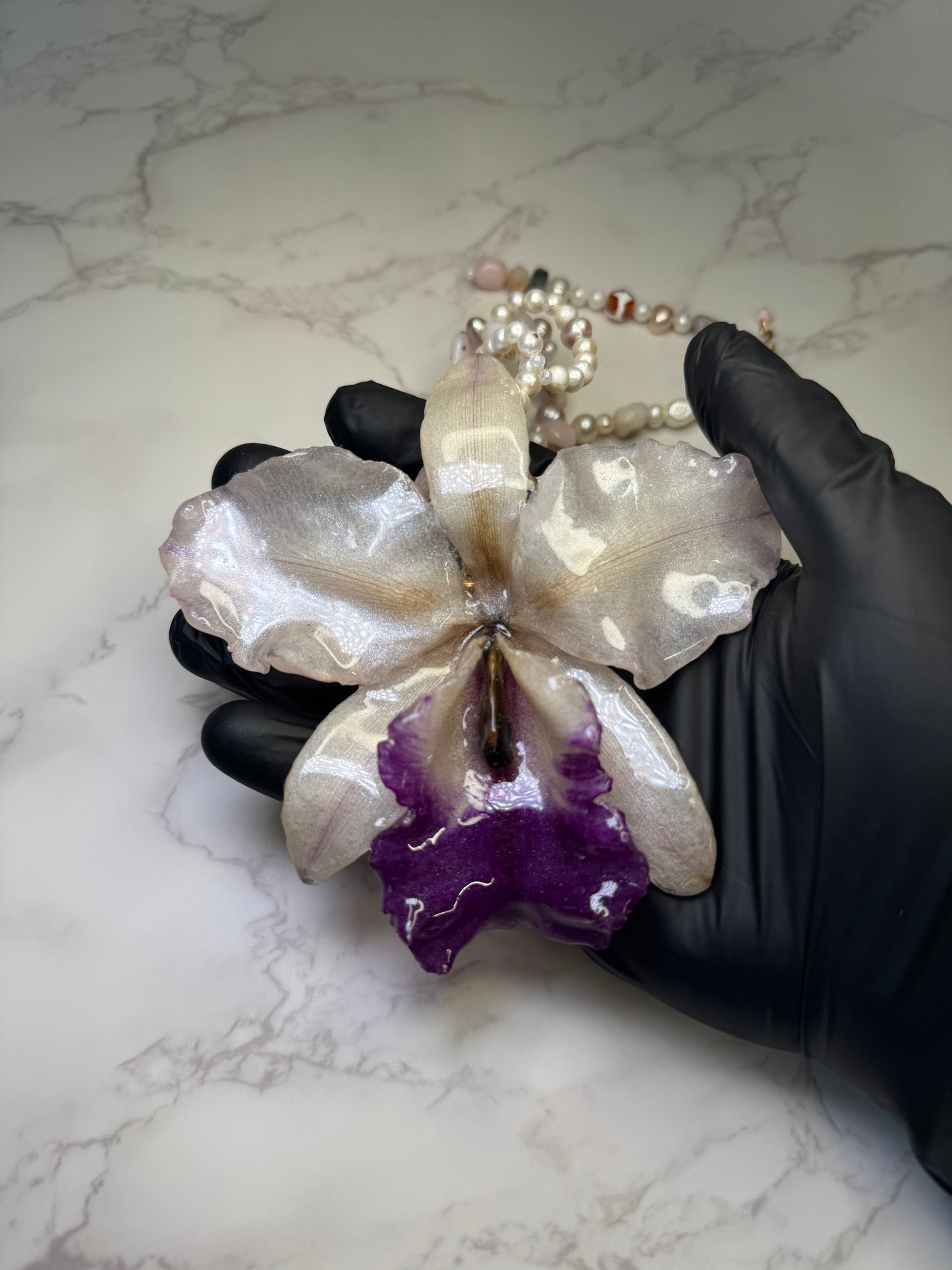 Moonlit Cataleya Grace Large white-and-purple Cataleya orchid flower