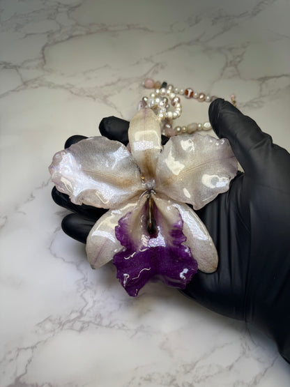 Moonlit Cataleya Grace Large white-and-purple Cataleya orchid flower