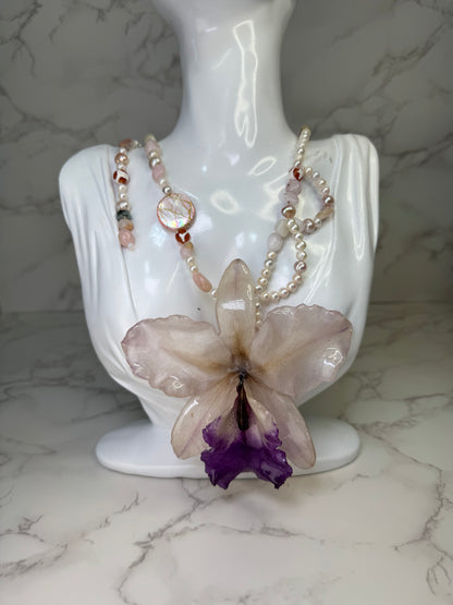 Moonlit Cataleya Grace Large white-and-purple Cataleya orchid flower